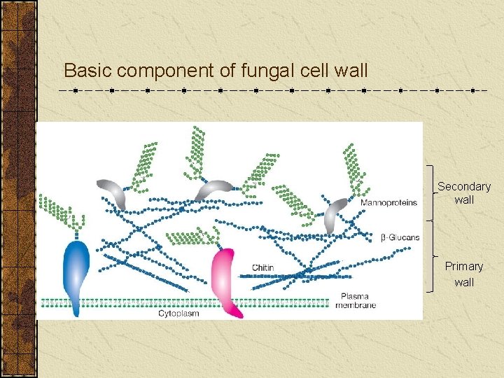 Basic component of fungal cell wall Secondary wall Primary wall 