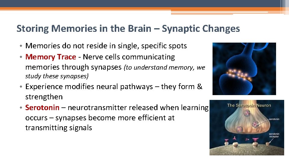 Storing Memories in the Brain – Synaptic Changes • Memories do not reside in