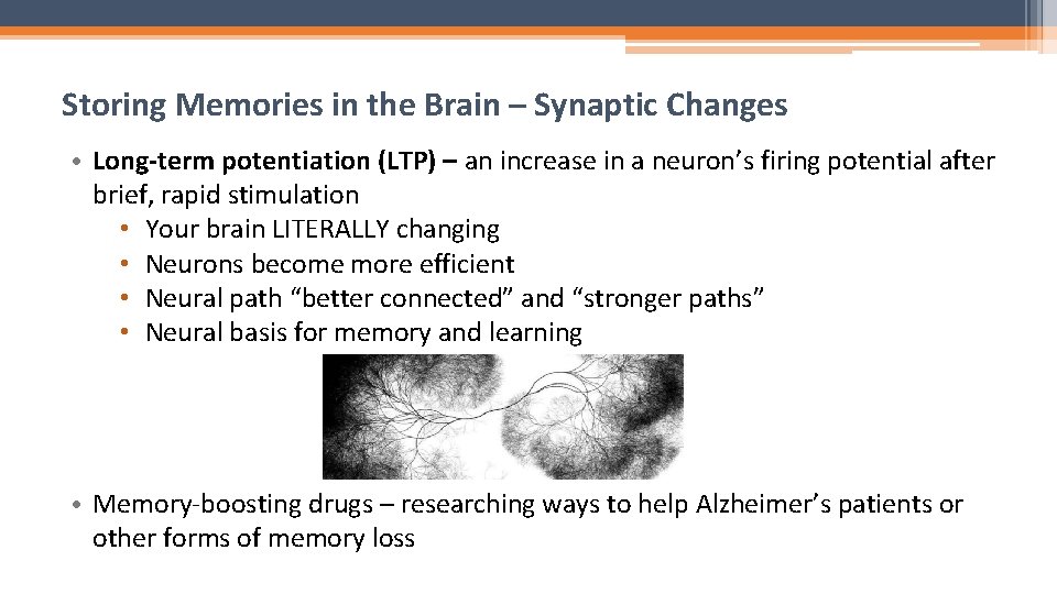 Storing Memories in the Brain – Synaptic Changes • Long-term potentiation (LTP) – an