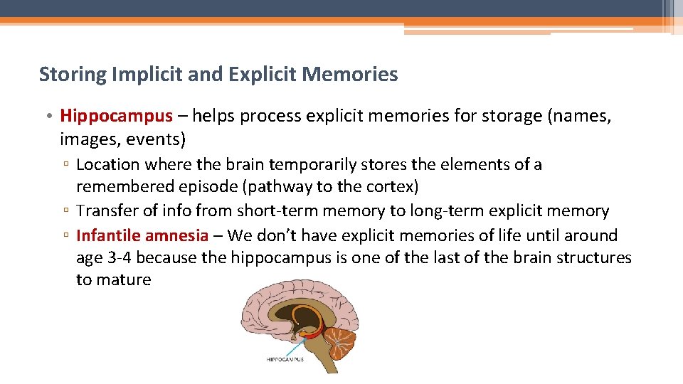 Storing Implicit and Explicit Memories • Hippocampus – helps process explicit memories for storage