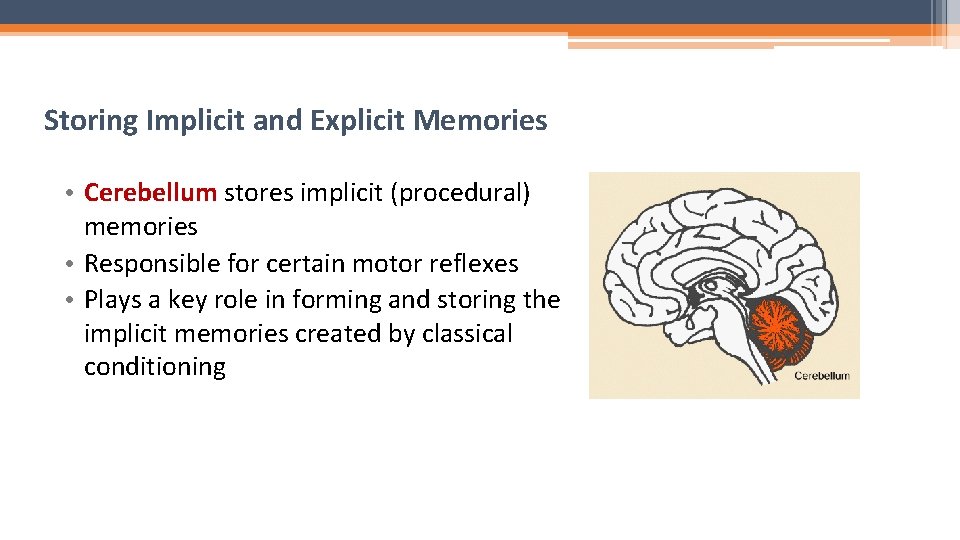 Storing Implicit and Explicit Memories • Cerebellum stores implicit (procedural) memories • Responsible for