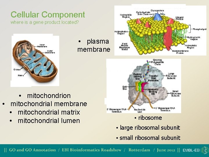 Cellular Component where is a gene product located? • plasma membrane • mitochondrion •