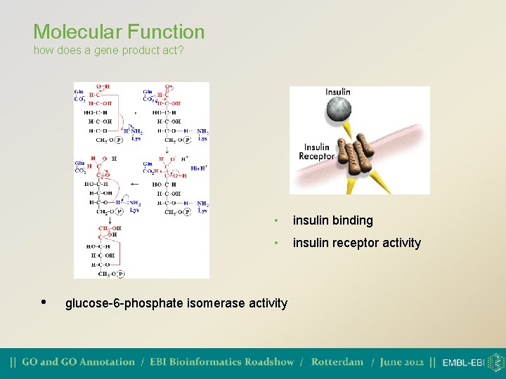 Molecular Function how does a gene product act? • • insulin binding • insulin