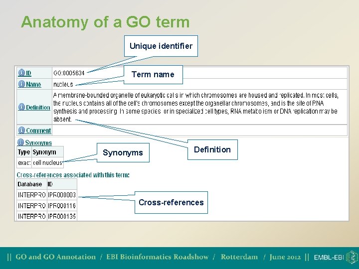 Anatomy of a GO term Unique identifier Term name Synonyms Definition Cross-references 