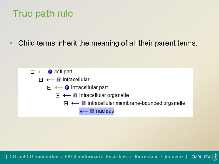 True path rule • Child terms inherit the meaning of all their parent terms.