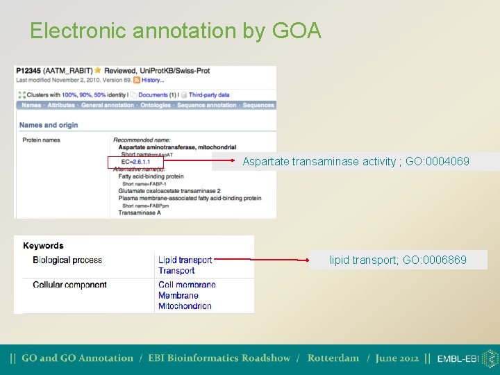 Electronic annotation by GOA Aspartate transaminase activity ; GO: 0004069 lipid transport; GO: 0006869