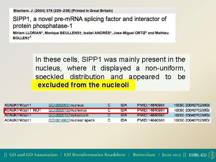 In these cells, SIPP 1 was mainly present in the nucleus, where it displayed