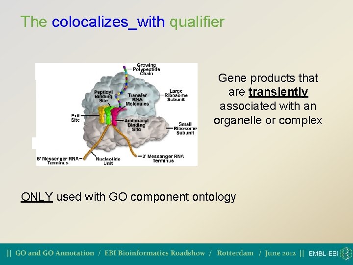 The colocalizes_with qualifier Gene products that are transiently associated with an organelle or complex