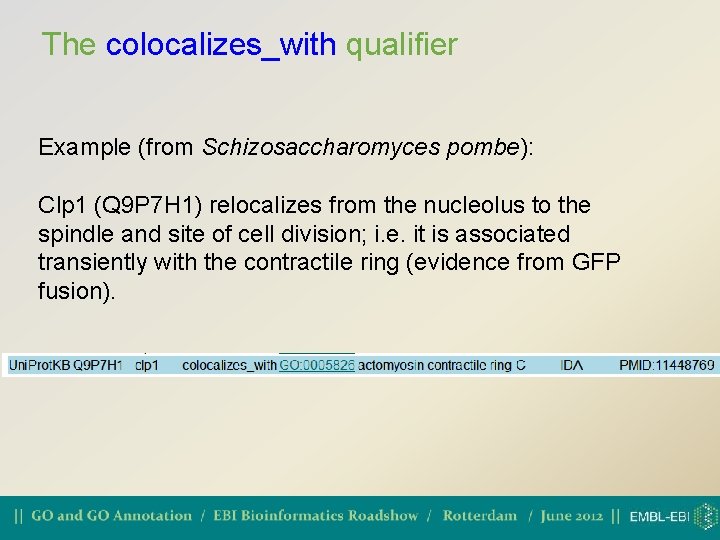 The colocalizes_with qualifier Example (from Schizosaccharomyces pombe): Clp 1 (Q 9 P 7 H