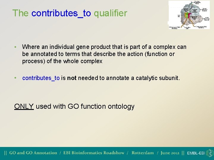 The contributes_to qualifier • Where an individual gene product that is part of a