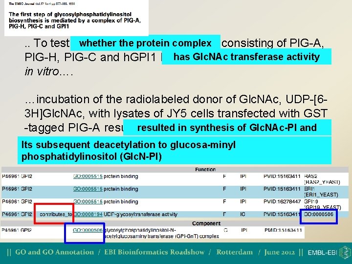 whether the protein complex. . To test whether complex consisting of PIG-A, Glc. NActransferase