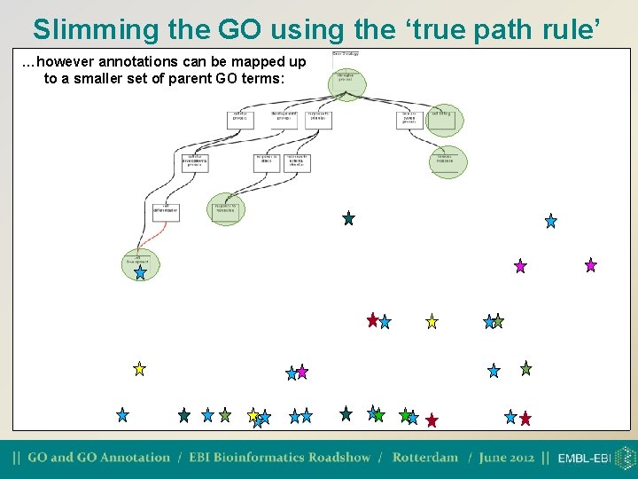 Slimming the GO using the ‘true path rule’ …however annotations can be mapped up