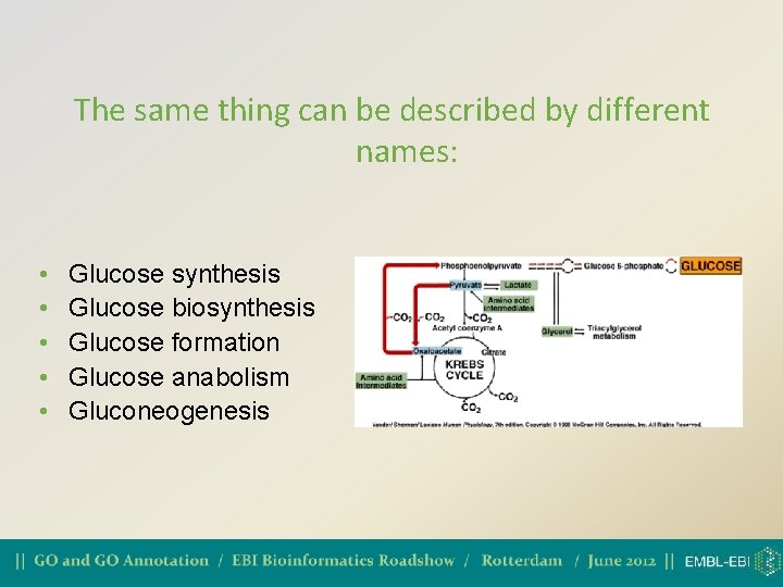 The same thing can be described by different names: • • • Glucose synthesis