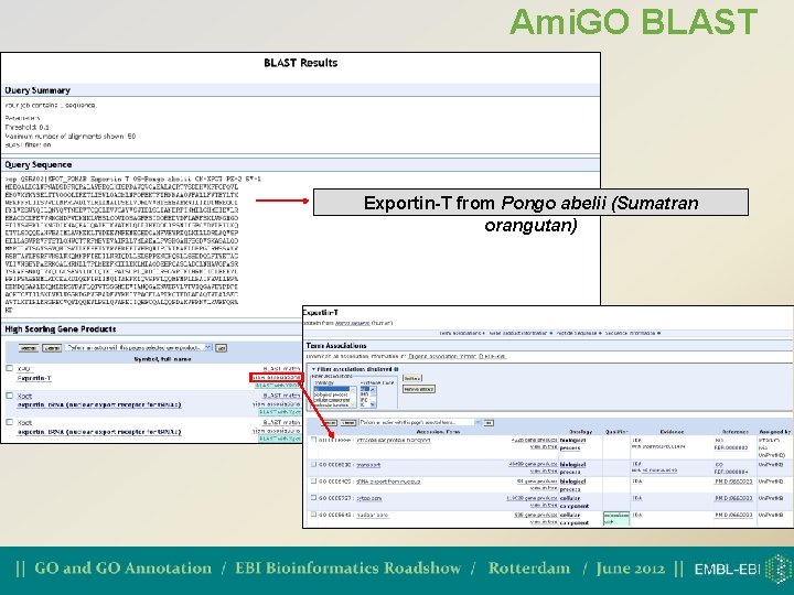 Ami. GO BLAST Exportin-T from Pongo abelii (Sumatran orangutan) 