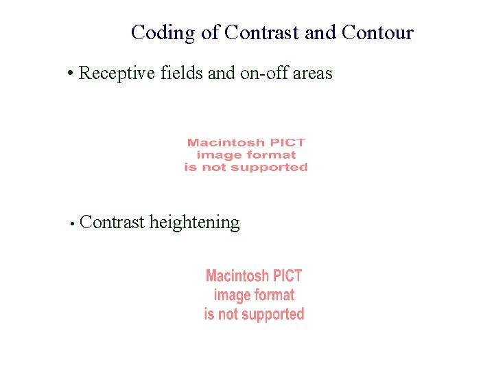 Coding of Contrast and Contour • Receptive fields and on-off areas • Contrast heightening