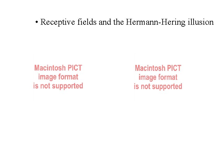  • Receptive fields and the Hermann-Hering illusion 