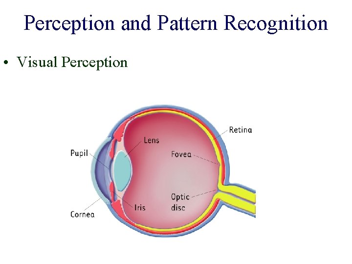 Perception and Pattern Recognition • Visual Perception 