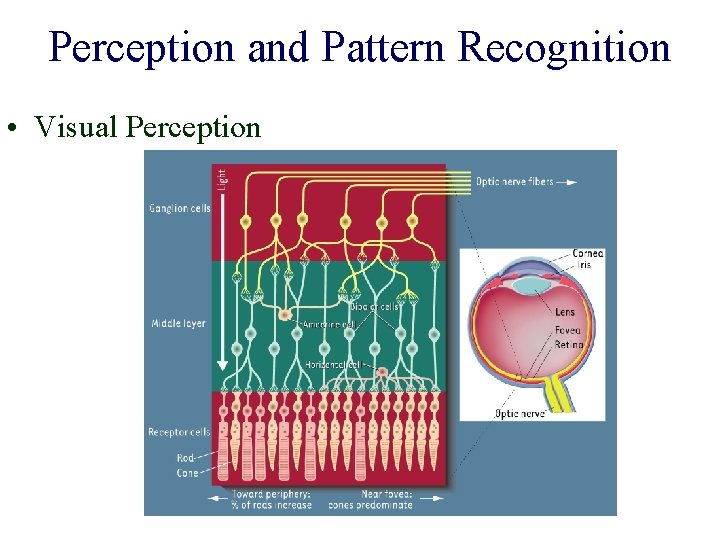 Perception and Pattern Recognition • Visual Perception 