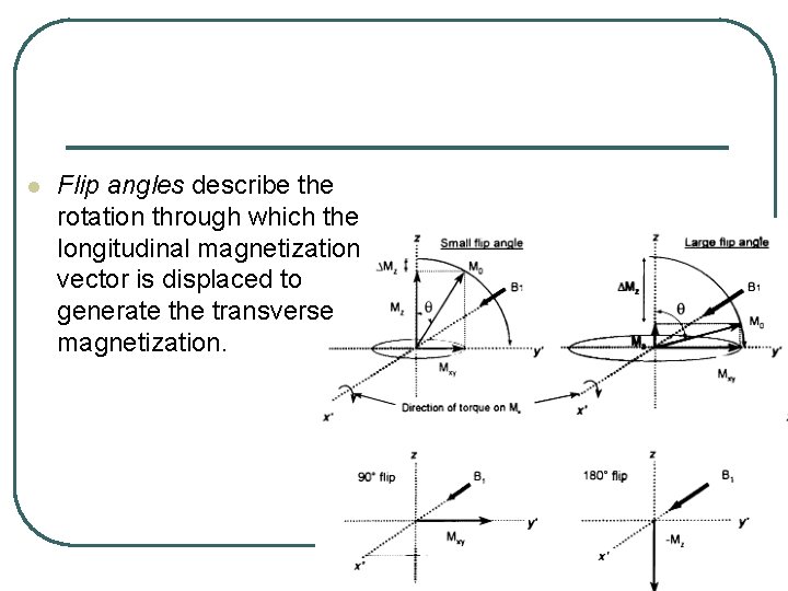 l Flip angles describe the rotation through which the longitudinal magnetization vector is displaced