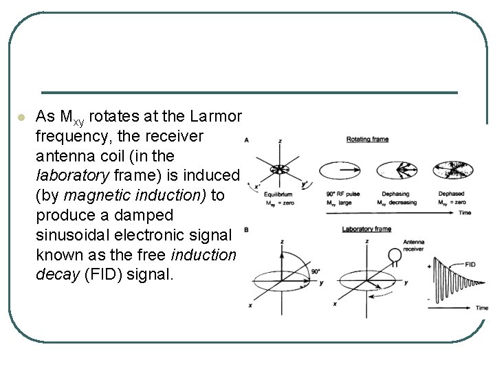 l As Mxy rotates at the Larmor frequency, the receiver antenna coil (in the