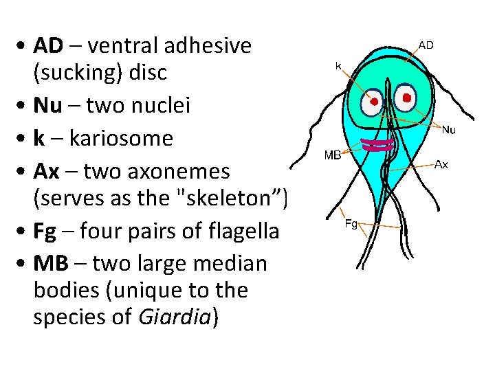 Giardia lamblia-fertőzés, giardiasis (eü) meaning in Latin » Dic…