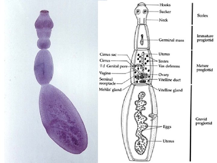 Platyhelminthes oncosphere. Platyhelminthes oncosphere, Paraziți flukes gazda principală