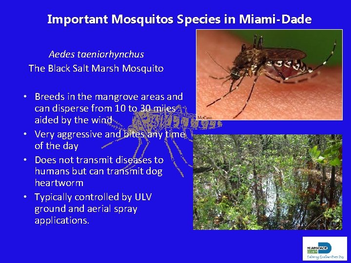 Important Mosquitos Species in Miami-Dade Aedes taeniorhynchus The Black Salt Marsh Mosquito • Breeds