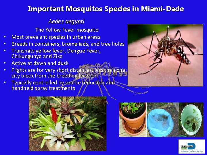 Important Mosquitos Species in Miami-Dade Aedes aegypti • • • The Yellow Fever mosquito