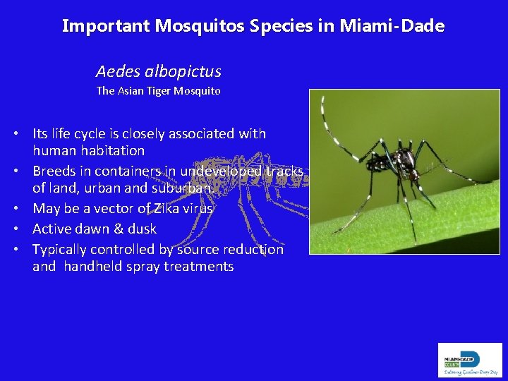 Important Mosquitos Species in Miami-Dade Aedes albopictus The Asian Tiger Mosquito • Its life