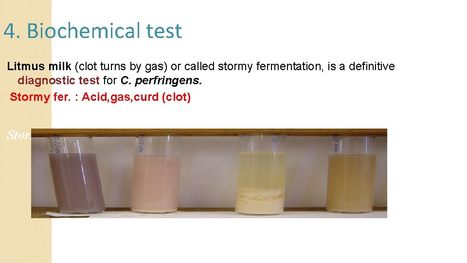 4. Biochemical test Litmus milk (clot turns by gas) or called stormy fermentation, is