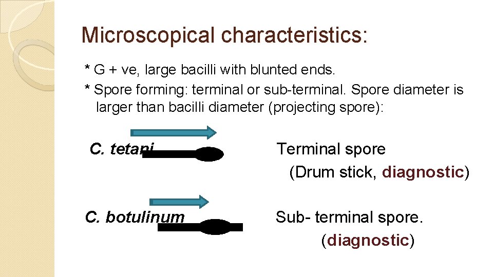 Microscopical characteristics: * G + ve, large bacilli with blunted ends. * Spore forming: