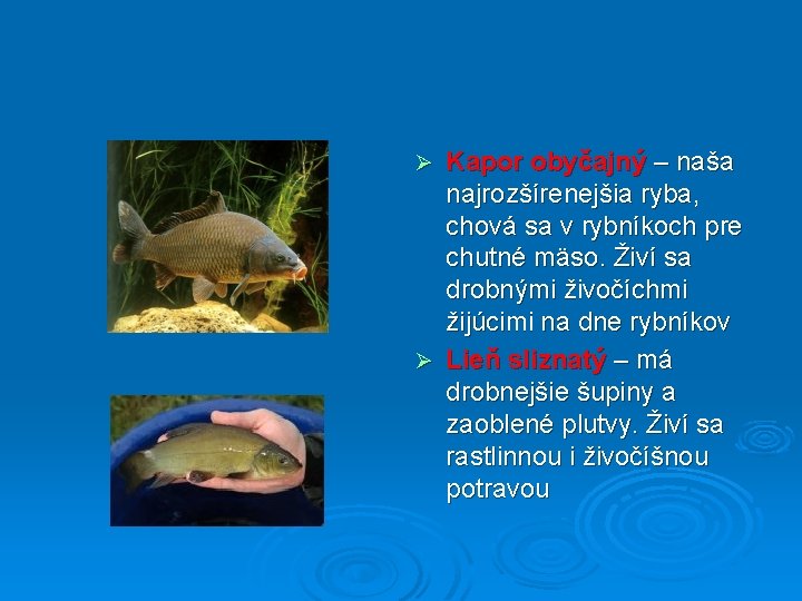 Kapor obyčajný – naša najrozšírenejšia ryba, chová sa v rybníkoch pre chutné mäso. Živí