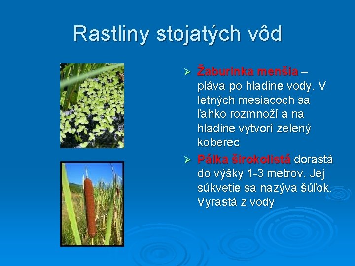 Rastliny stojatých vôd Žaburinka menšia – pláva po hladine vody. V letných mesiacoch sa