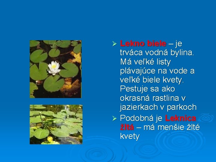 Lekno biele – je trváca vodná bylina. Má veľké listy plávajúce na vode a