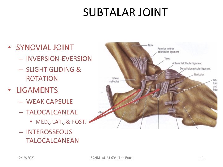 SUBTALAR JOINT • SYNOVIAL JOINT – INVERSION-EVERSION – SLIGHT GLIDING & ROTATION • LIGAMENTS
