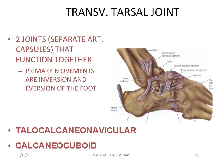 TRANSV. TARSAL JOINT • 2 JOINTS (SEPARATE ART. CAPSULES) THAT FUNCTION TOGETHER – PRIMARY