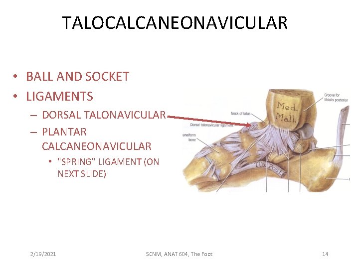 TALOCALCANEONAVICULAR • BALL AND SOCKET • LIGAMENTS – DORSAL TALONAVICULAR – PLANTAR CALCANEONAVICULAR •