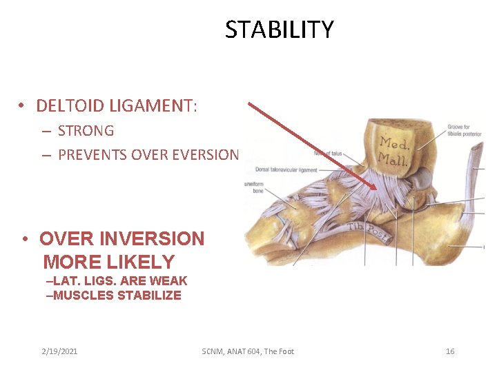 STABILITY • DELTOID LIGAMENT: – STRONG – PREVENTS OVER EVERSION • OVER INVERSION MORE