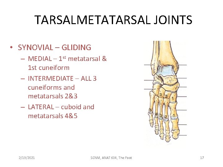 TARSALMETATARSAL JOINTS • SYNOVIAL – GLIDING – MEDIAL – 1 st metatarsal & 1