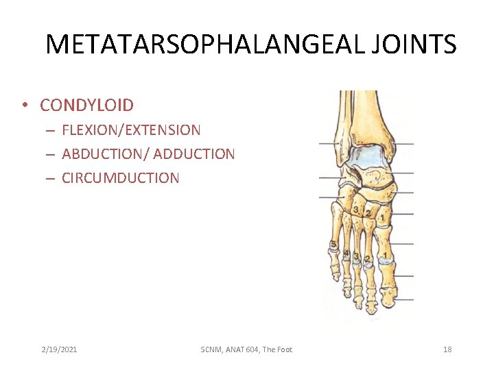 METATARSOPHALANGEAL JOINTS • CONDYLOID – FLEXION/EXTENSION – ABDUCTION/ ADDUCTION – CIRCUMDUCTION 2/19/2021 SCNM, ANAT