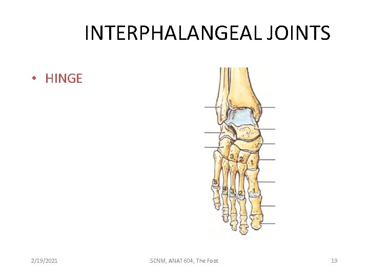 INTERPHALANGEAL JOINTS • HINGE 2/19/2021 SCNM, ANAT 604, The Foot 19 