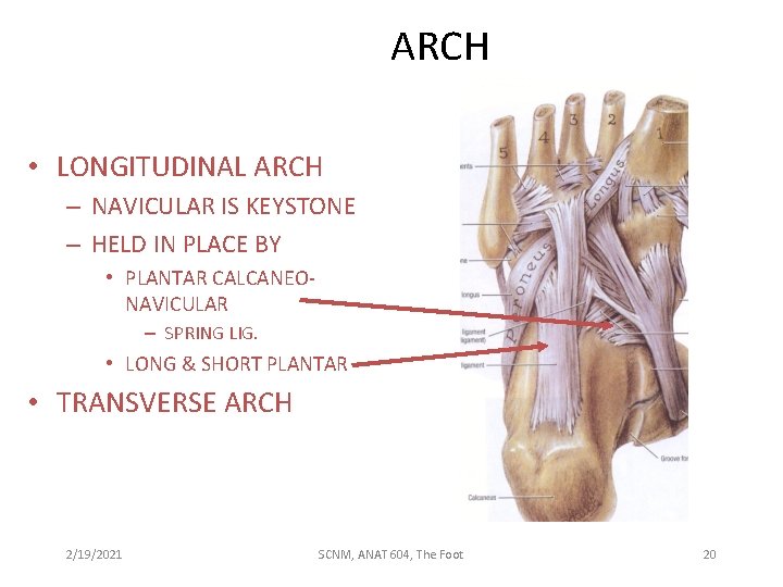 ARCH • LONGITUDINAL ARCH – NAVICULAR IS KEYSTONE – HELD IN PLACE BY •