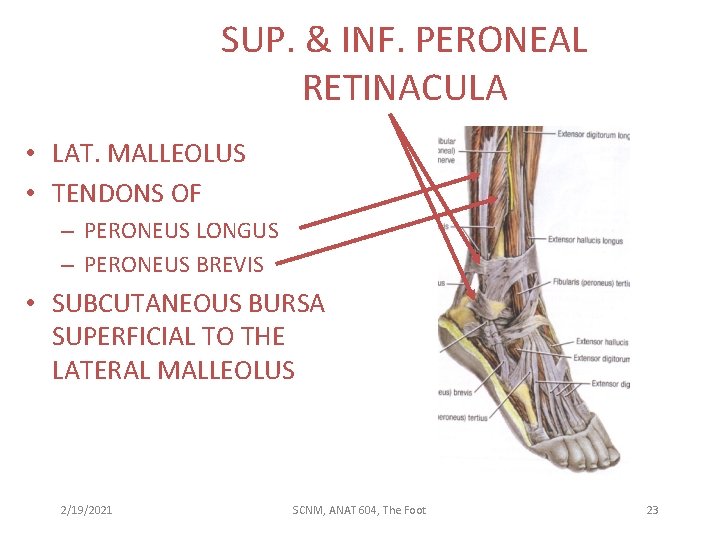 SUP. & INF. PERONEAL RETINACULA • LAT. MALLEOLUS • TENDONS OF – PERONEUS LONGUS