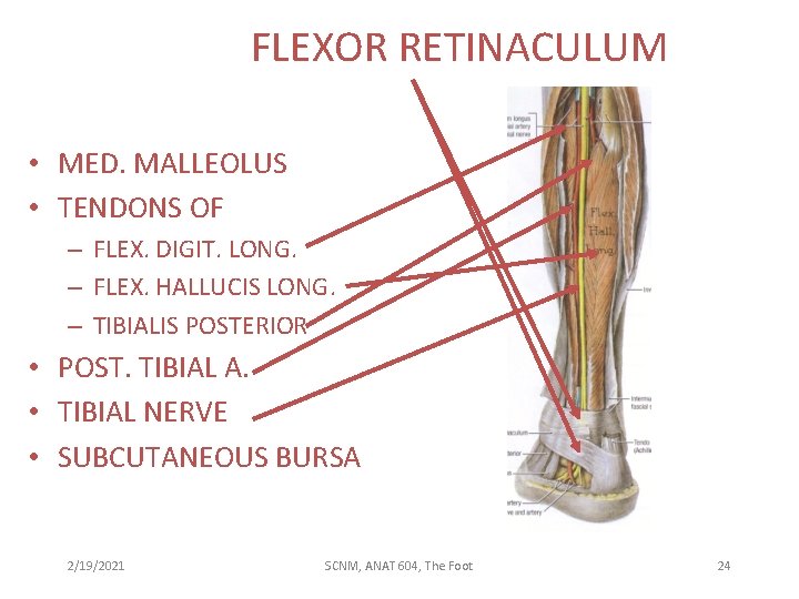 FLEXOR RETINACULUM • MED. MALLEOLUS • TENDONS OF – FLEX. DIGIT. LONG. – FLEX.