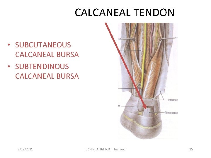 CALCANEAL TENDON • SUBCUTANEOUS CALCANEAL BURSA • SUBTENDINOUS CALCANEAL BURSA 2/19/2021 SCNM, ANAT 604,