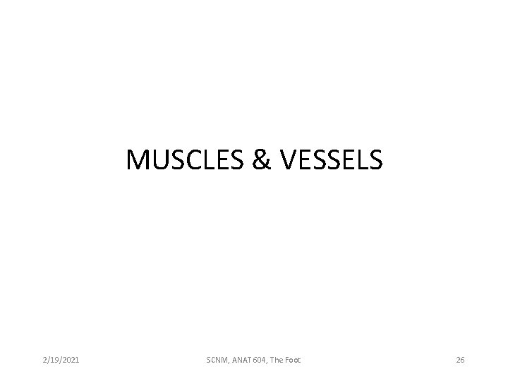 MUSCLES & VESSELS 2/19/2021 SCNM, ANAT 604, The Foot 26 