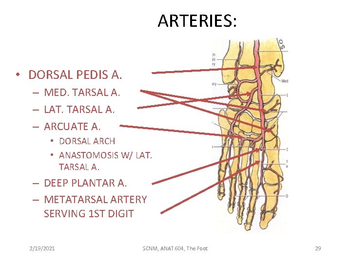 ARTERIES: • DORSAL PEDIS A. – MED. TARSAL A. – LAT. TARSAL A. –