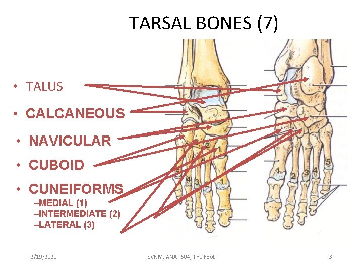 TARSAL BONES (7) • TALUS • CALCANEOUS • NAVICULAR • CUBOID • CUNEIFORMS –MEDIAL