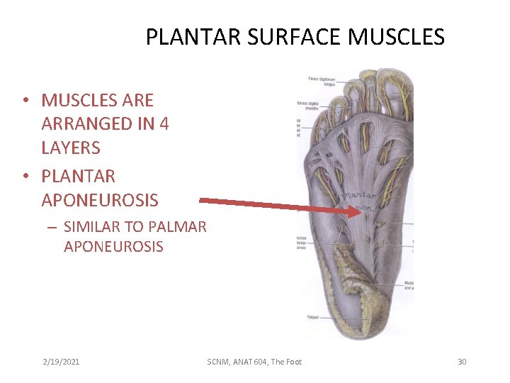 PLANTAR SURFACE MUSCLES • MUSCLES ARE ARRANGED IN 4 LAYERS • PLANTAR APONEUROSIS –