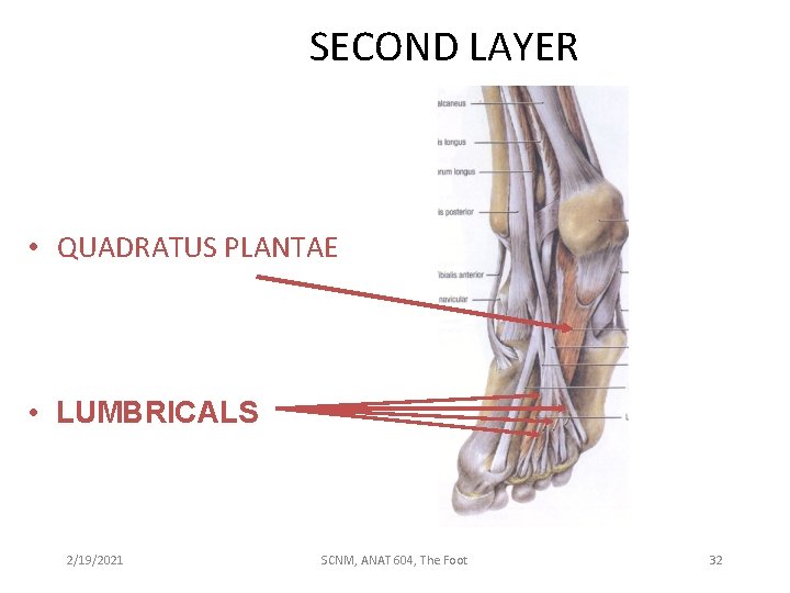 SECOND LAYER • QUADRATUS PLANTAE • LUMBRICALS 2/19/2021 SCNM, ANAT 604, The Foot 32